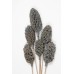 MAGNOLIA PODS Gray Wash 16"-